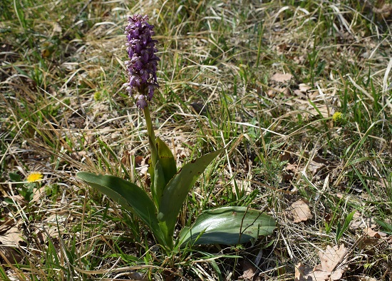 Orchidee tra Oramala e Vallassa (Oltrepò Pavese)