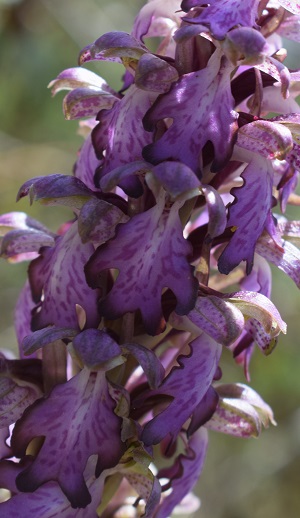 Orchidee tra Oramala e Vallassa (Oltrep Pavese)