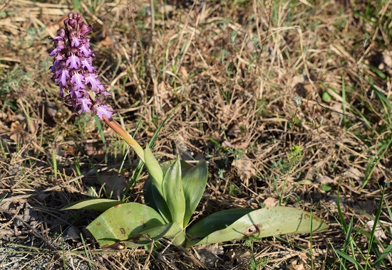 Orchidee tra Oramala e Vallassa (Oltrep Pavese)