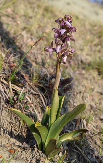 Orchidee tra Oramala e Vallassa (Oltrep Pavese)