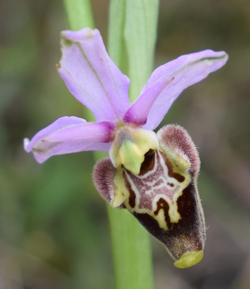 Orchidee tra Oramala e Vallassa (Oltrep Pavese)