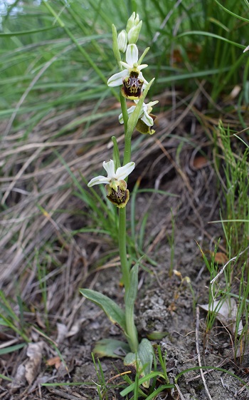 Orchidee tra Oramala e Vallassa (Oltrep Pavese)