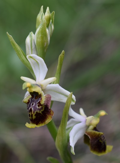 Orchidee tra Oramala e Vallassa (Oltrep Pavese)