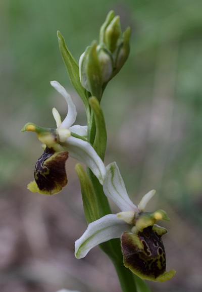 Orchidee tra Oramala e Vallassa (Oltrep Pavese)