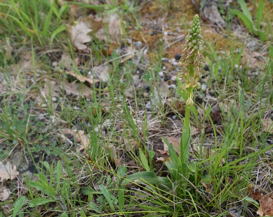 Orchidee tra Oramala e Vallassa (Oltrep Pavese)