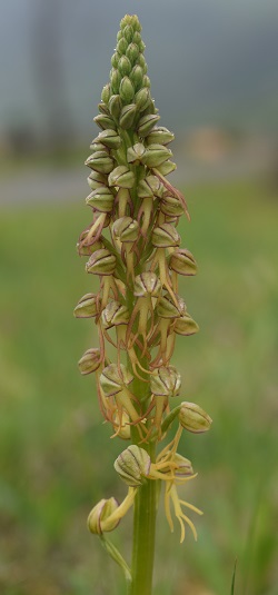 Orchidee tra Oramala e Vallassa (Oltrep Pavese)