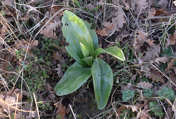 Orchidee tra Oramala e Vallassa (Oltrep Pavese)