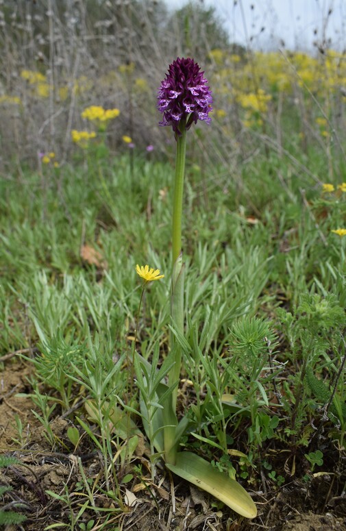 Orchidee tra Oramala e Vallassa (Oltrep Pavese)