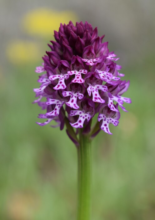 Orchidee tra Oramala e Vallassa (Oltrepò Pavese)