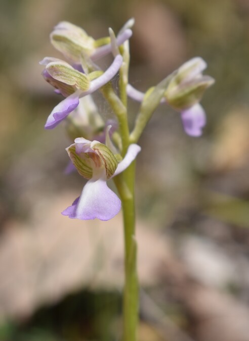 Orchidee tra Oramala e Vallassa (Oltrep Pavese)