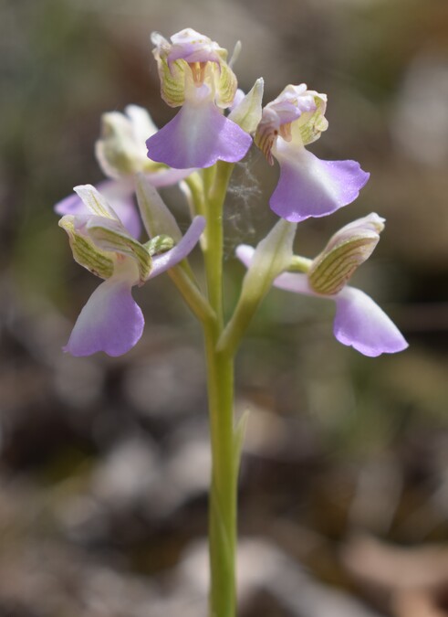 Orchidee tra Oramala e Vallassa (Oltrep Pavese)