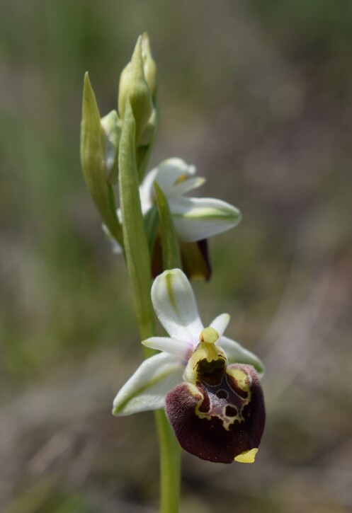 Orchidee tra Oramala e Vallassa (Oltrep Pavese)