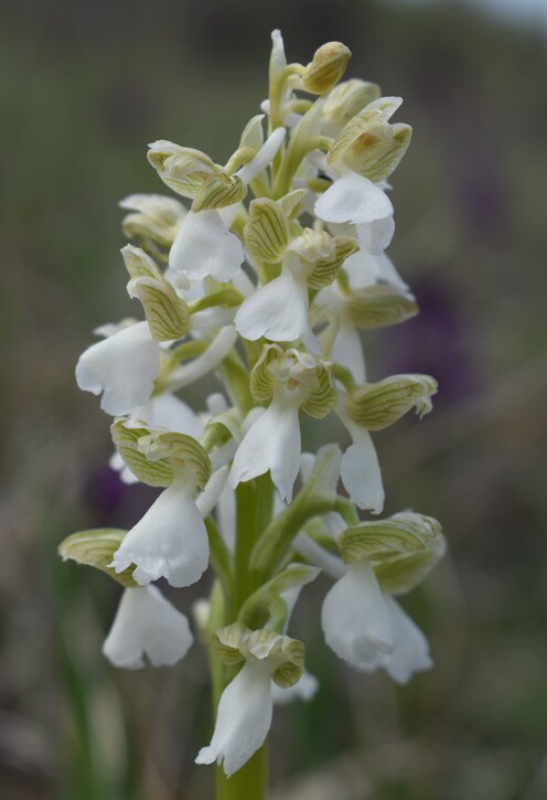 Orchidee tra Oramala e Vallassa (Oltrep Pavese)