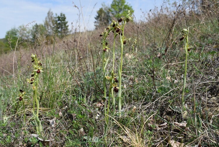 Orchidee tra Oramala e Vallassa (Oltrep Pavese)