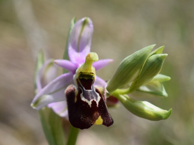 Orchidee tra Oramala e Vallassa (Oltrep Pavese)