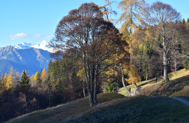 Creste di Val Marcia... da Cima Pala verso Cima Sera (Alpi di Ledro)