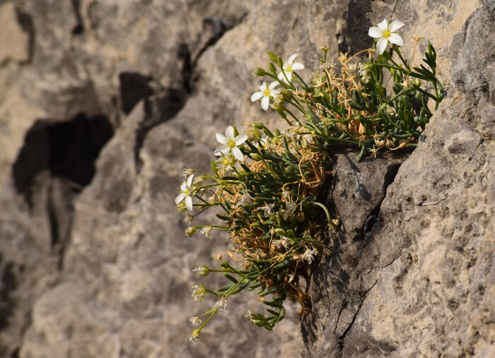 Moehringia insubrica (Caryophyllaceae)