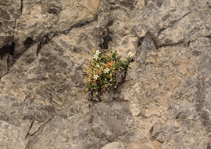 Moehringia insubrica (Caryophyllaceae)