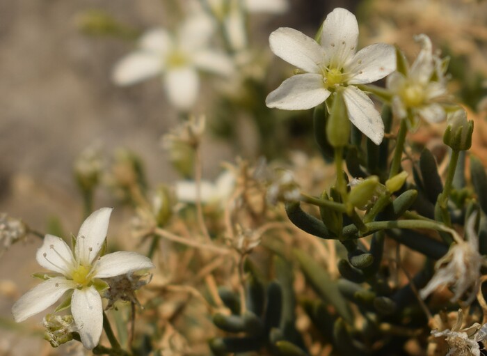 Moehringia insubrica (Caryophyllaceae)