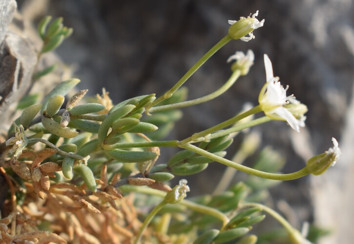 Moehringia insubrica (Caryophyllaceae)