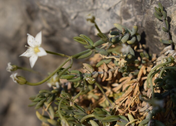 Moehringia insubrica (Caryophyllaceae)