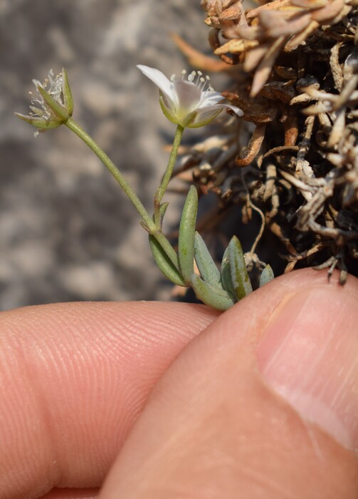 Moehringia insubrica (Caryophyllaceae)