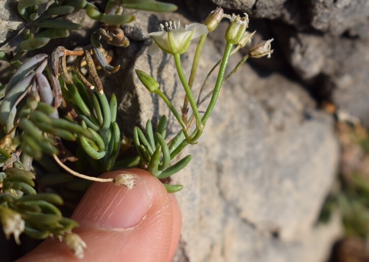 Moehringia insubrica (Caryophyllaceae)