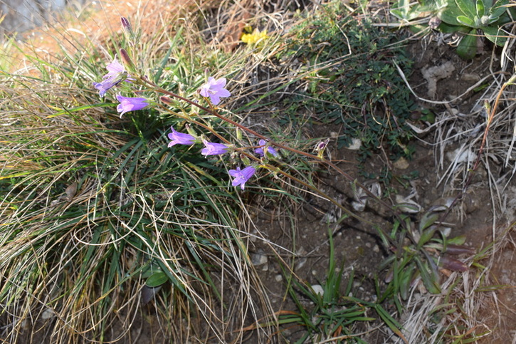 Quale Campanula?  Campanula sibirica