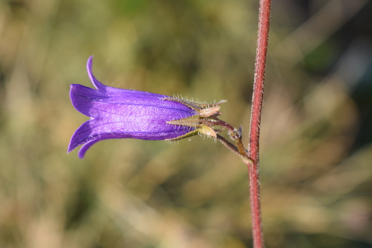 Quale Campanula?  Campanula sibirica