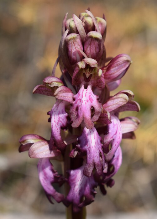 A riveder le Barlie (Appennino Piacentino)