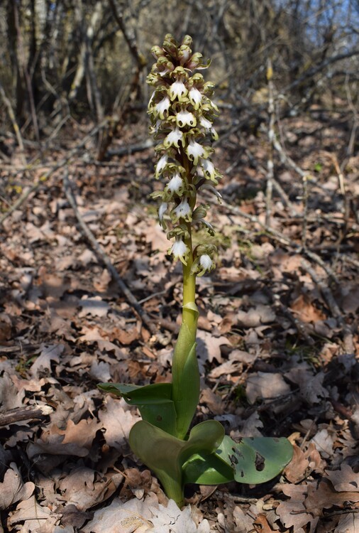 A riveder le Barlie (Appennino Piacentino)