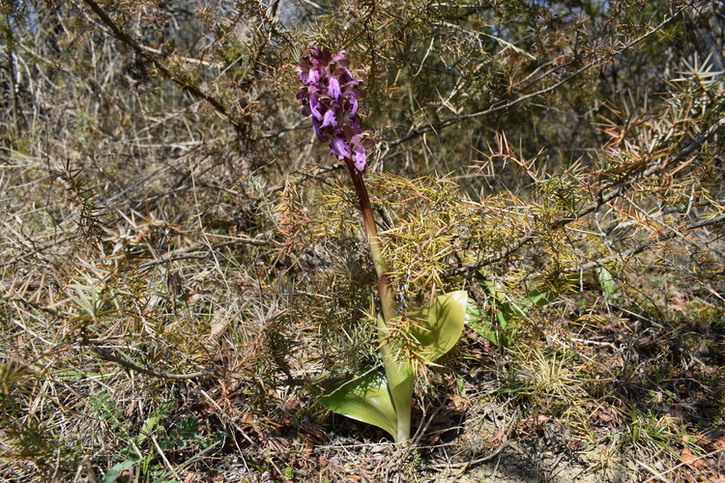 A riveder le Barlie (Appennino Piacentino)