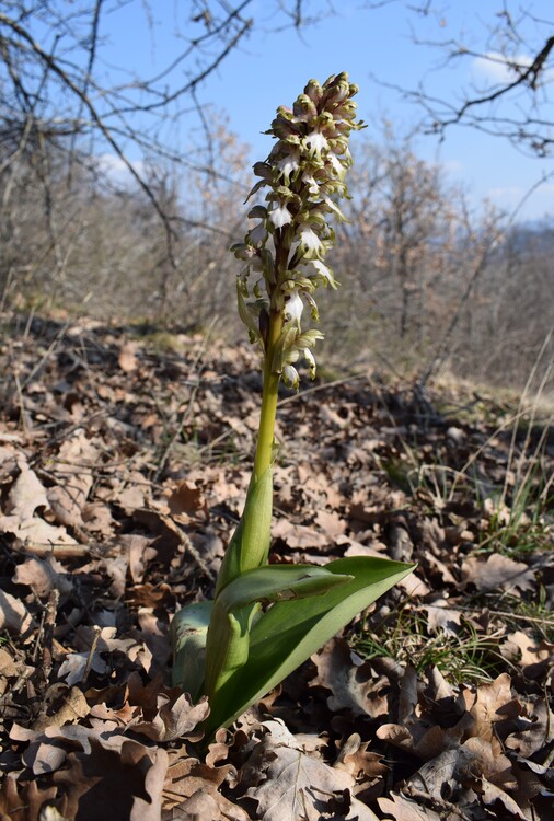 A riveder le Barlie (Appennino Piacentino)