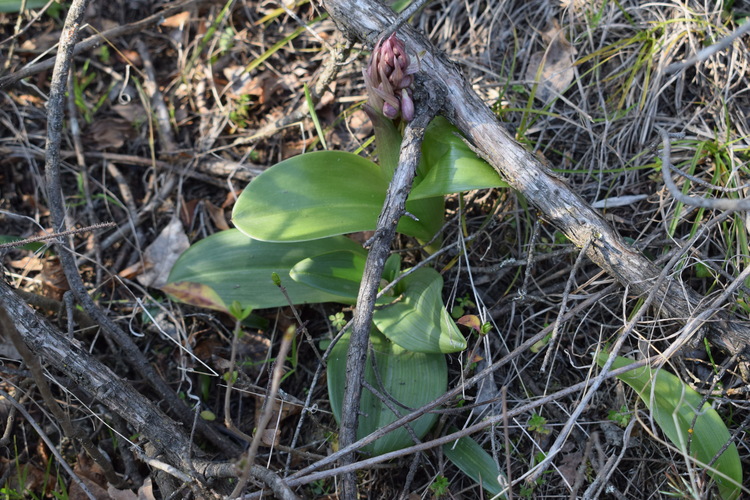 A riveder le Barlie (Appennino Piacentino)