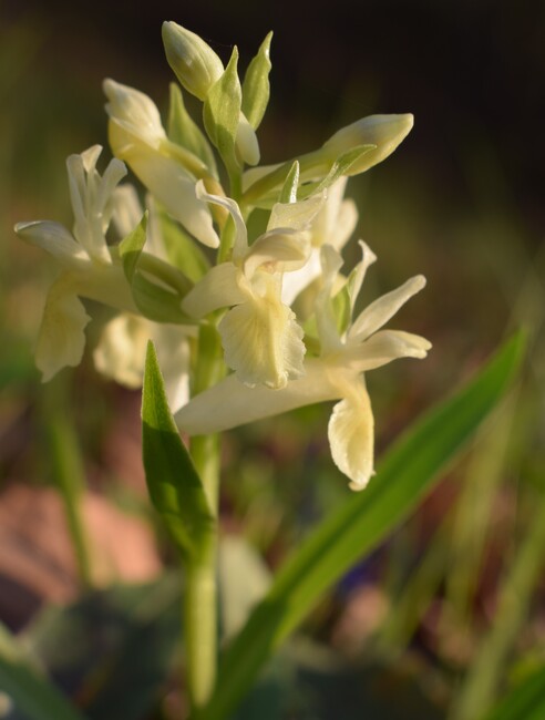 Dactylorhiza sambucina a quota insolitamente bassa