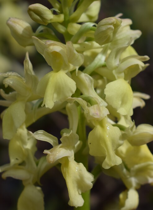 Ibridi d''Orchis nella pace delle colline veronesi