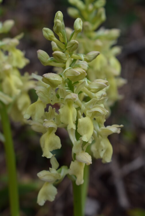 Ibridi d''Orchis nella pace delle colline veronesi