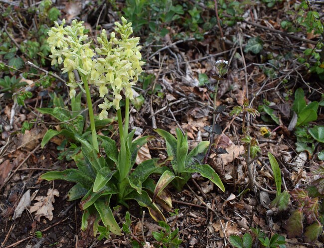 Ibridi d''Orchis nella pace delle colline veronesi