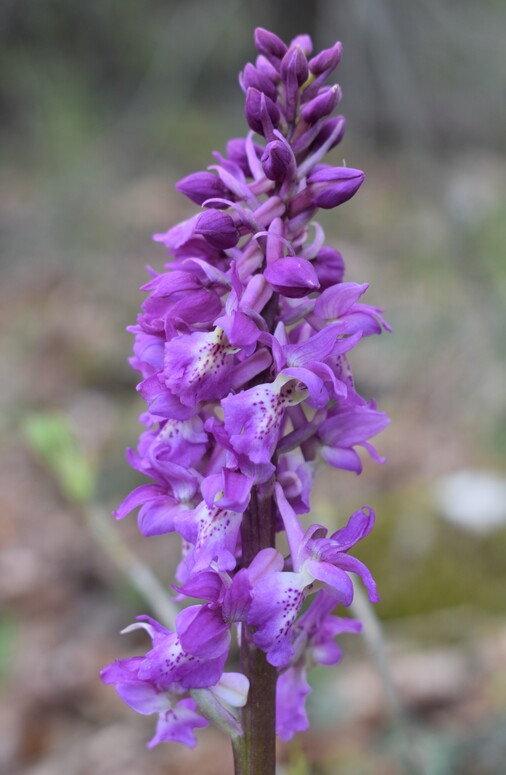 Ibridi d''Orchis nella pace delle colline veronesi