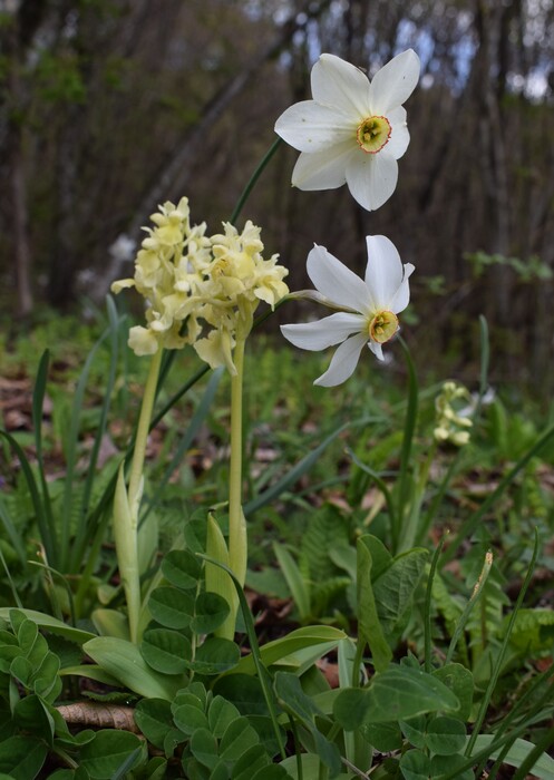 Ibridi d''Orchis nella pace delle colline veronesi