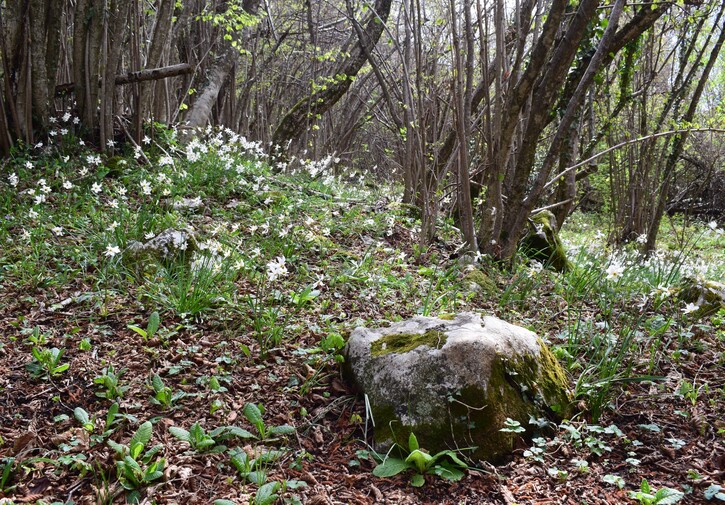 Ibridi d''Orchis nella pace delle colline veronesi