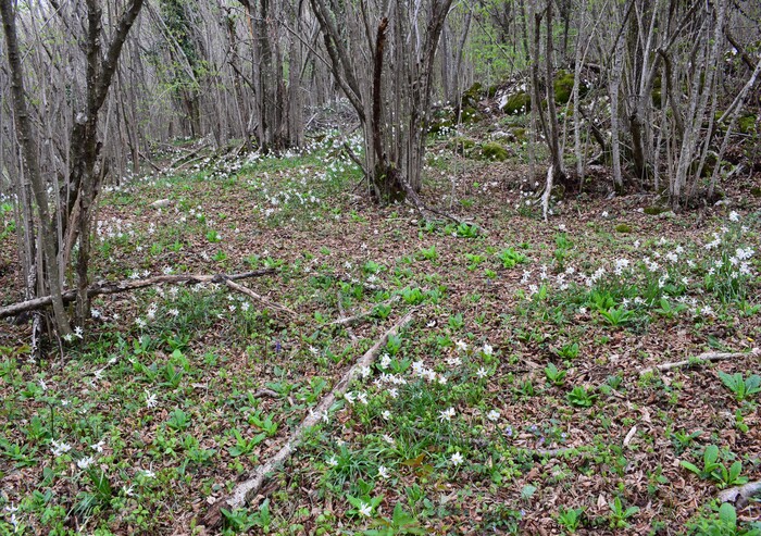 Ibridi d''Orchis nella pace delle colline veronesi