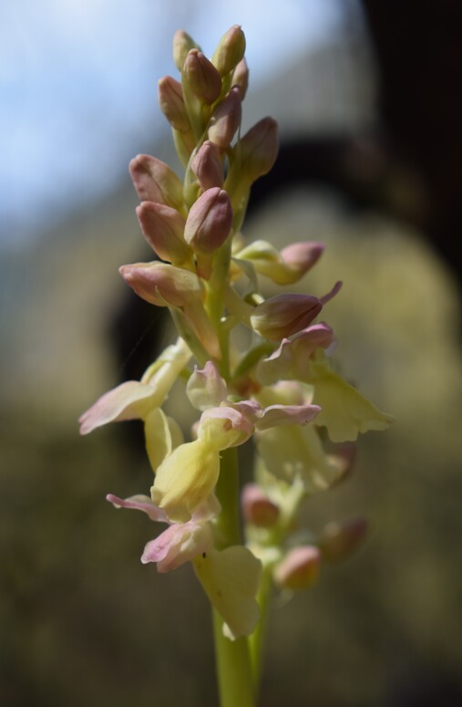 Ibridi d''Orchis nella pace delle colline veronesi