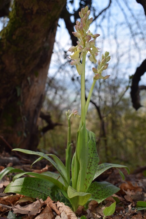 Ibridi d''Orchis nella pace delle colline veronesi