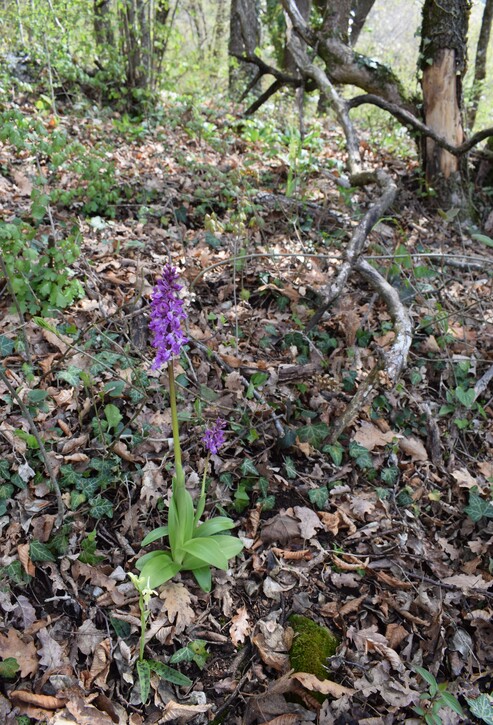 Ibridi d''Orchis nella pace delle colline veronesi