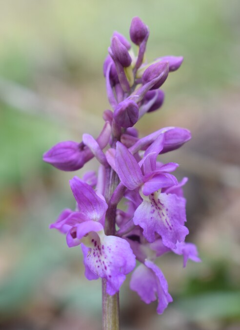 Ibridi d''Orchis nella pace delle colline veronesi