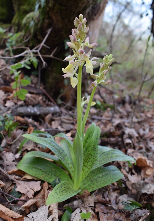 Ibridi d''Orchis nella pace delle colline veronesi