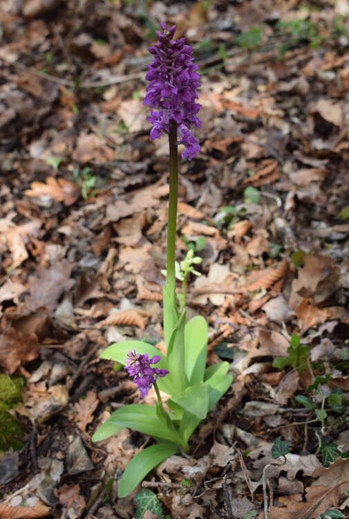 Ibridi d''Orchis nella pace delle colline veronesi