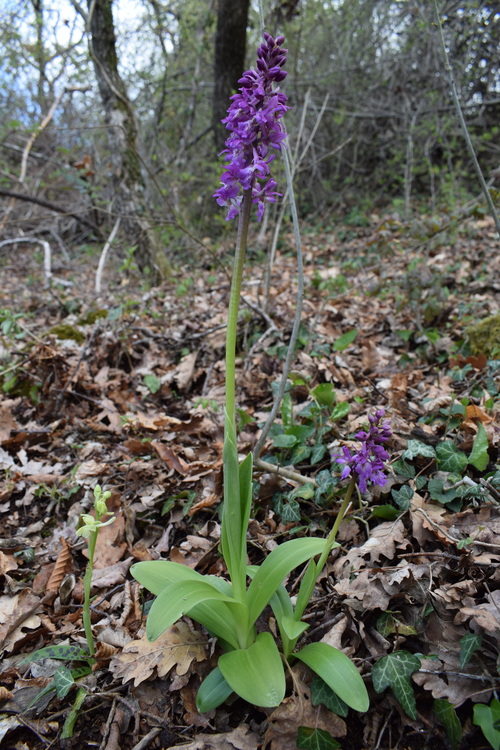 Ibridi d''Orchis nella pace delle colline veronesi