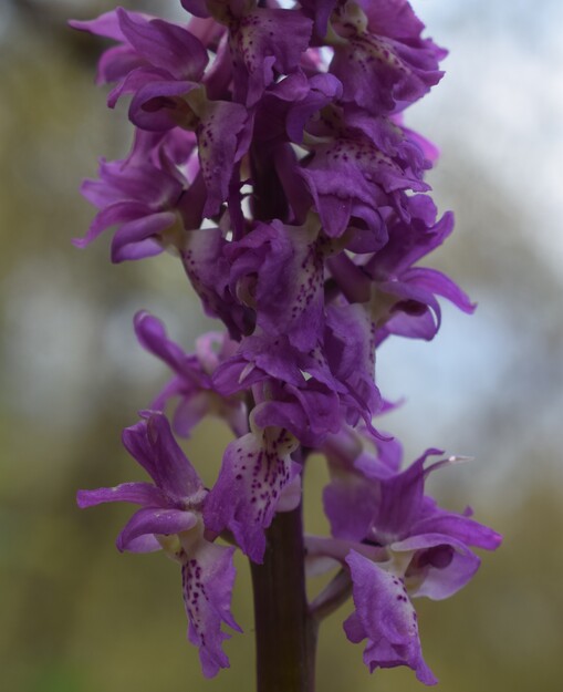 Ibridi d''Orchis nella pace delle colline veronesi